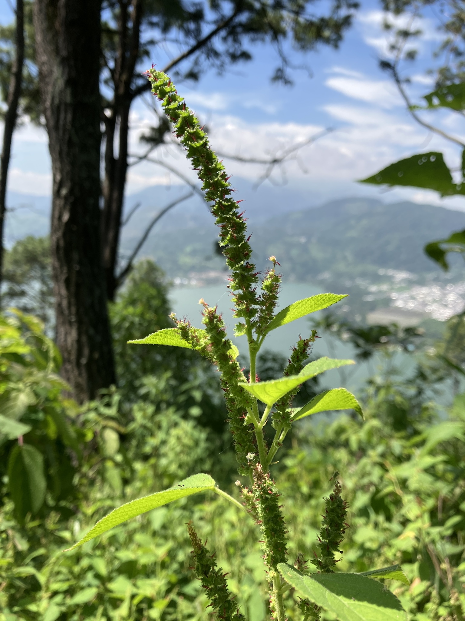 Acalypha female inflorescence