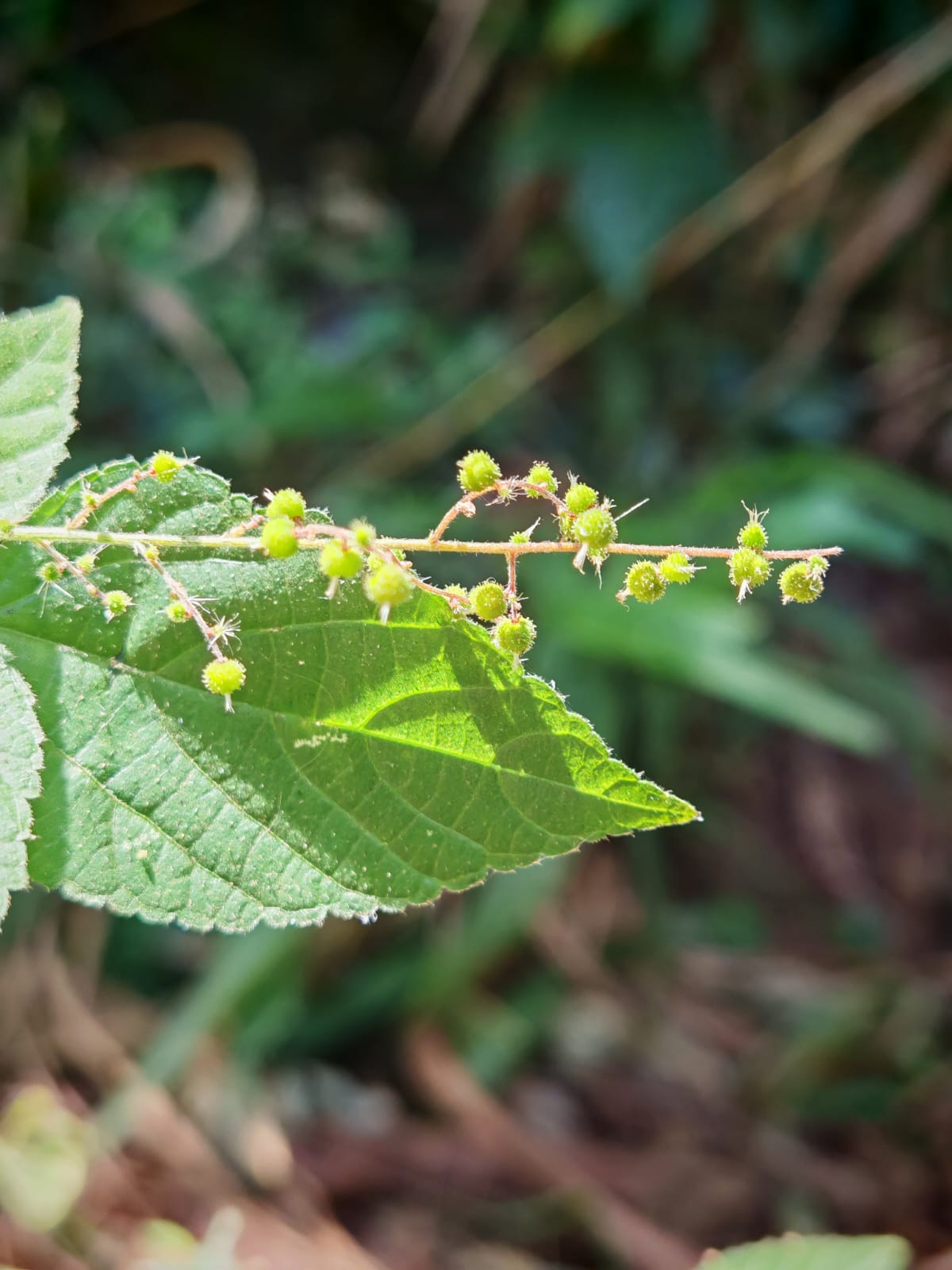 Acalypha paniculata inflorescence